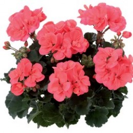Toscana® Dolce Vita Hot Coral (Lisa)